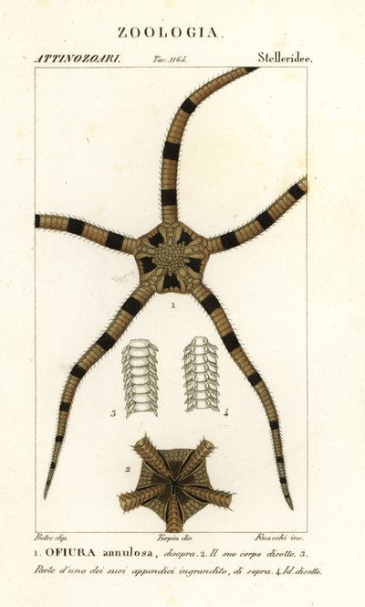 Spröd stjärna tagghuding, Ophiomastix annulosa, Ophiura annulosa av Finocchi Finocchi