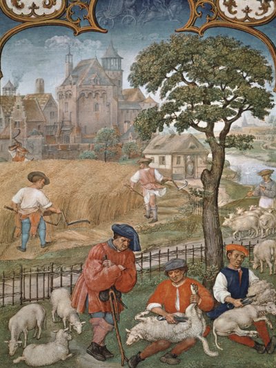 Fol.7v Juli månad: Skörd och fårklippning, från Breviarium Grimani, c.1515 av Flemish School