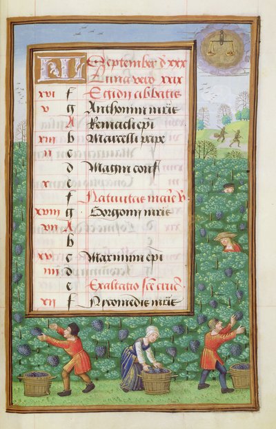 Ms 1058-1975 f9r Gathering Grapes, upplyst kalendersida för september, från a Book of Hours, c.1500 av Flemish School