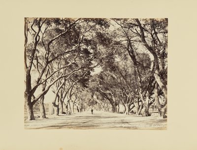 Kairo, Allée de Choubra av Félix Bonfils
