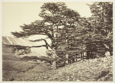 Cedars av Libanon, ca. 1870. av Félix Bonfils