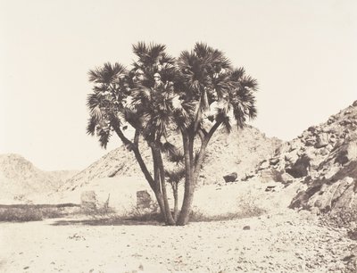 Omgivningen av Fileh, Palmier Doum på den östra stranden av Nilen, 1851-52, tryckt 1853-54. av Félix Teynard