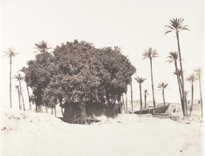 Esneh, dadelpalmer, sycamore och kaffe på kanten av Nilen, 1851-52, tryckt 1853-54. av Félix Teynard