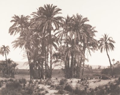 Karnak, Grupp av dadelpalmer sett från punkt A, 1851-52, tryckt 1853-54. av Félix Teynard