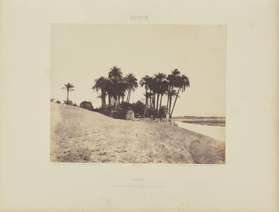 Luxor. Dadelpalmer och Luxor Expedition Garden av Félix Teynard