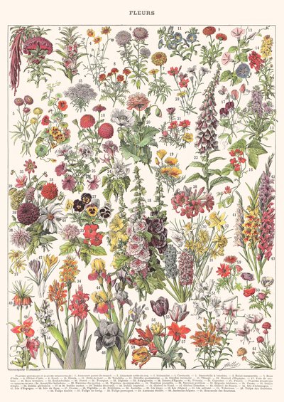 Fleur I - ASTER EDITION, 2023 (digital) av Florent Bodart