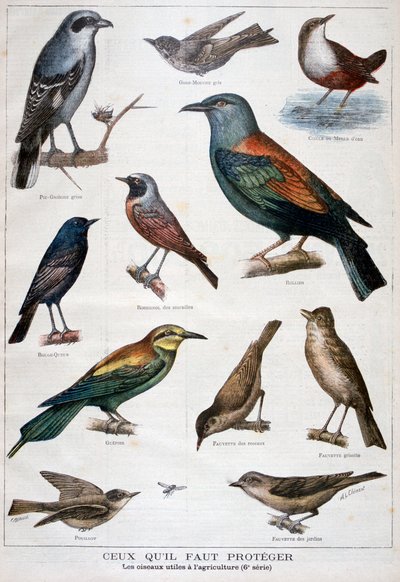 Fåglar som är skyddade och hjälpsamma inom jordbruket, 1897 av Fortuné Méaulle