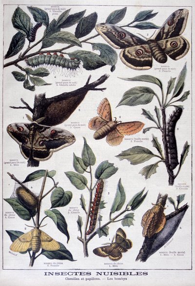 Skadliga insekter: larver, fjärilar och nattfjärilar, 1897 av Fortuné Méaulle