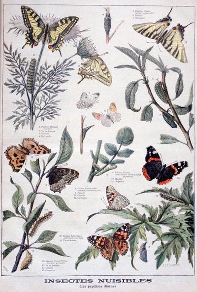 Skadliga insekter: dagsljusfjärilar, 1897 av Fortuné Méaulle