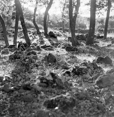 Skog på berget Etna av Fosco Maraini