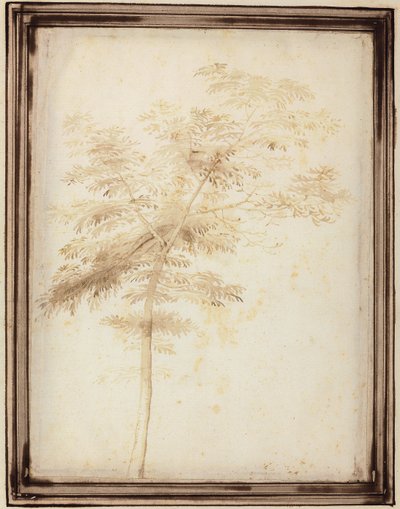 En studie av ett träd av Fra Bartolomeo