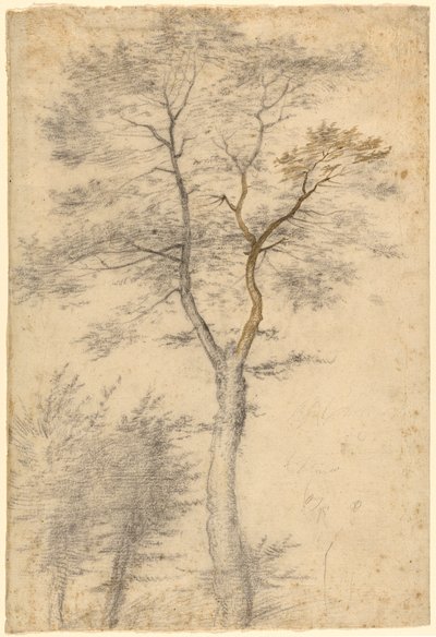 Tre studier av träd av Fra Bartolommeo (Baccio della Porta)