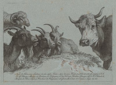 Studie av huvuden: tre getter, en oxe och en bagge av Francesco Londonio