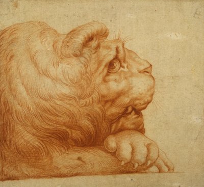 Ett lejonhuvud i profil (röd krita på vitt papper) av Francesco de Rossi Salviati Cecchino