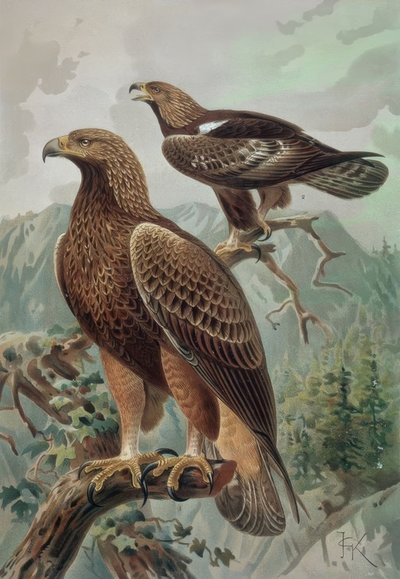 GRAVERING-GULDÖRN-VUXEN MAN (1) OCH KVINNA (2) AQUYLA CHYSAETUS av Francia