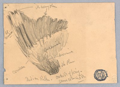 Skiss av en vinge av Francis Augustus Lathrop