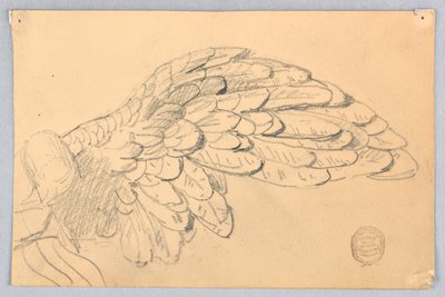 Studie av en vinge av Francis Augustus Lathrop