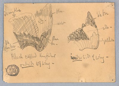 Vinge av en svarthårig kungsfiskare av Francis Augustus Lathrop