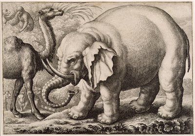 En elefant och en kamel, graverad av Wenceslaus Hollar (1607-77) 1663 av Francis Barlow