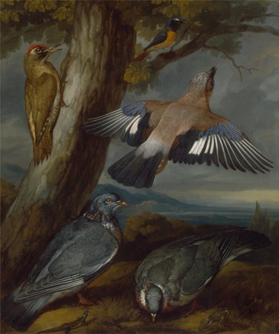 Jay, grön hackspett, duvor och rödstjärt av Francis Barlow
