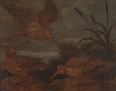 Skogssnäppa i skymningen av Francis Barlow