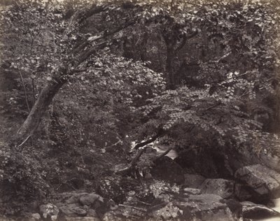 Glen vid Lynmouth av Francis Bedford, Francis Frith