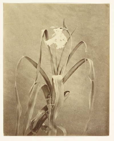 [Blommor] av Francis Edmond Currey