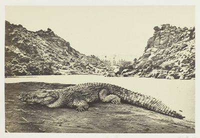 Krokodil på en sandbank av Francis Frith