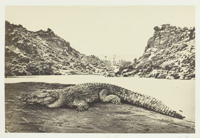 Krokodil på en sandbank, 1857. av Francis Frith