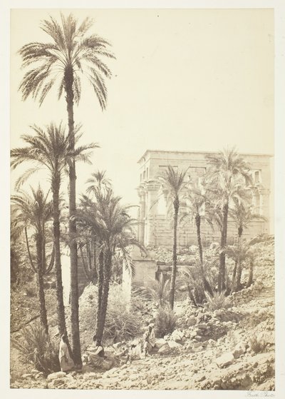 Grupp av palmer, 185862. av Francis Frith