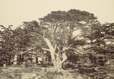 Den största av cedrar, Mount Libanon, 1857. av Francis Frith