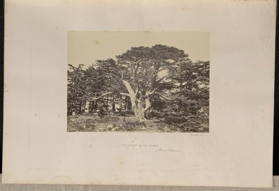 Den största av cederträden, Mount Lebanon av Francis Frith