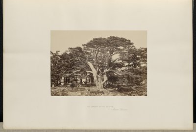 Den största av cederträden, Mount Lebanon av Francis Frith