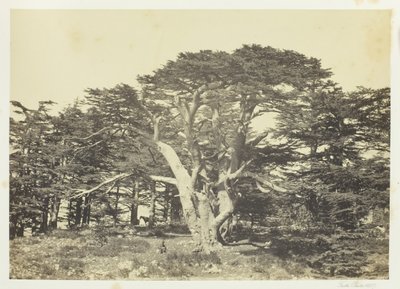 Den största av cedrar, Mount Libanon, 1857. av Francis Frith