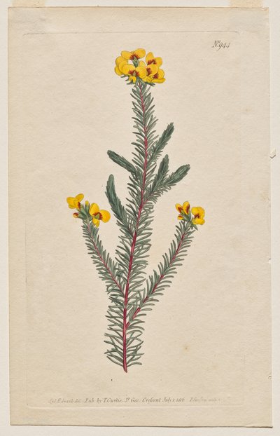 The Botanical Magazine eller Flower Garden Visas: Tallrik 944, Dillwynia glaberrima. Slätbladig Dillwynnia. [Dillwynia ericifolia gaberrima] av Francis Sansom