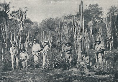 Campos, 1895 av Francisco Henszler