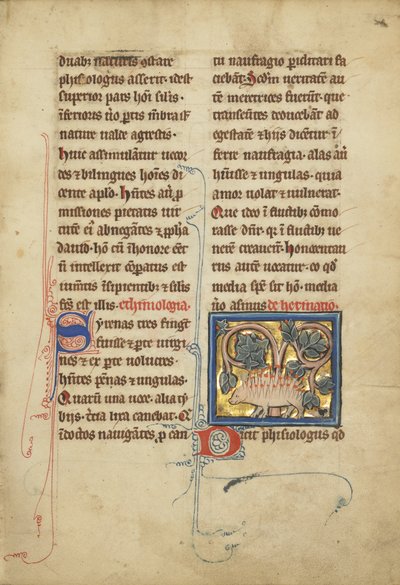 En igelkott från ett bestiarium Ms Ludwig XV 4, fol. 82, c.1280-1300 (tempera, penna och bläck, bladguld och färg på pergament) av Franco Flemish School