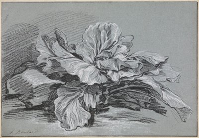 En studie av ett kålhuvud av François Boucher