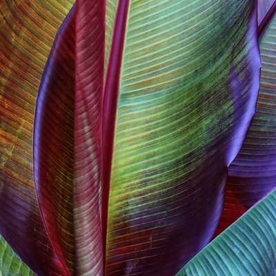 Färgsprakande tropiska blad av Francois Casanova