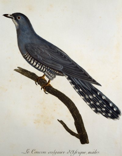 Afrikansk gök (Cuculus gularis), gravyr från Histoire Naturelle des Oiseaux d