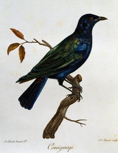 Svartbukad glänsande stare (Lamprotornis corruscus), gravyr från Histoire Naturelle des Oiseaux d