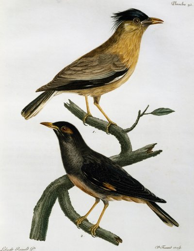 Brahminy Starling (Sturnus pagodarum) och, nedan, Bank Myna (Acridotheres ginginianus), gravyr från Histoire Naturelle des Oiseaux d