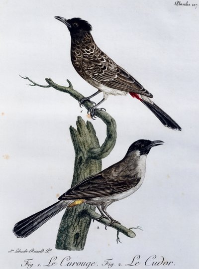 Cape Bulbul (Pycnonotus capensis) och nedanför Garden Bulbul (Pycnonotus barbatus), gravyr från Histoire Naturelle des Oiseaux d