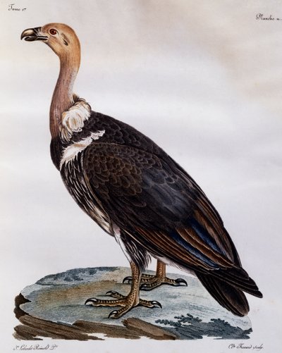 Mogen Cape Griffon (Gyps coprotheres), gravyr från Natural History of African Birds av Francois Le Vaillant