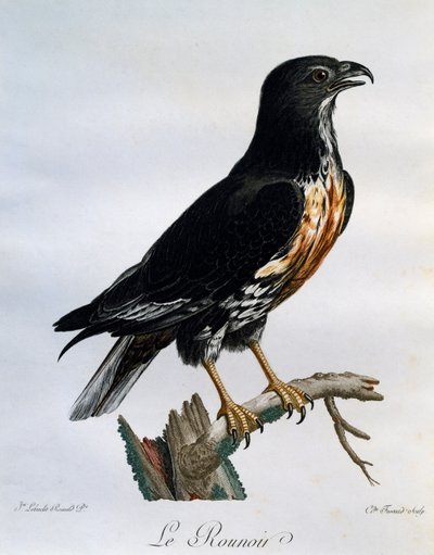 Jackalvråk (Buteo rufofuscus), gravyr från Natural History of African Birds av Francois Le Vaillant