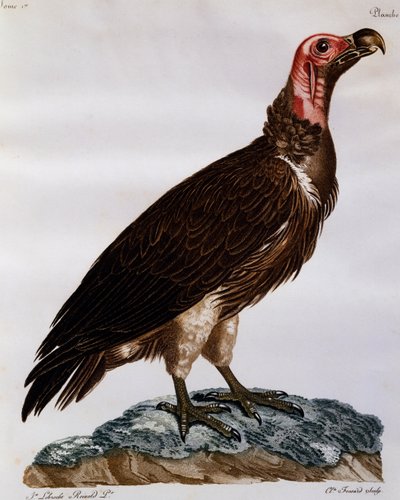 Gam med lappansikte (Torgos tracheliotos), gravyr från Natural History of the Birds of Africa av Francois Le Vaillant