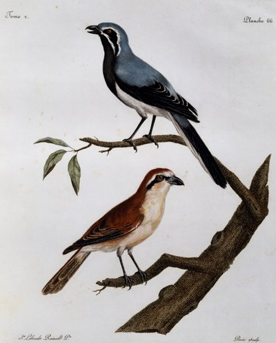 Le Pendeur et le Rousseau, gravyr från Histoire Naturelle des Oiseaux d