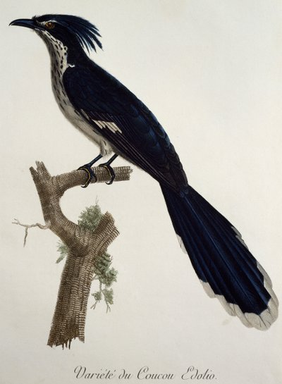 Levaillants gök (Clamator levaillantii), gravyr från Histoire Naturelle des Oiseaux d