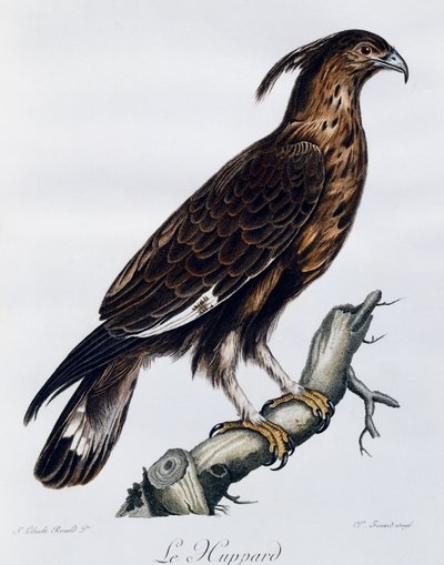 Långkrönt örn (Lophaetus occipitalis), gravyr från Natural History of the Birds of Africa av Francois Le Vaillant