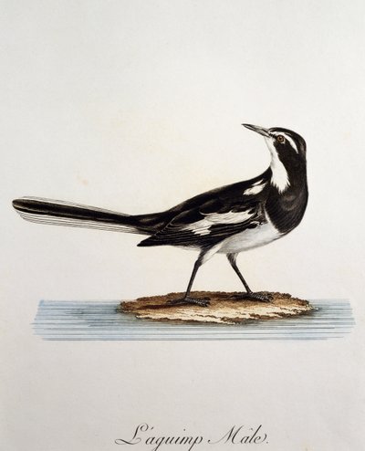 Manlig afrikansk vipstjärt (Motacilla aguimp), gravyr från Histoire Naturelle des Oiseaux d